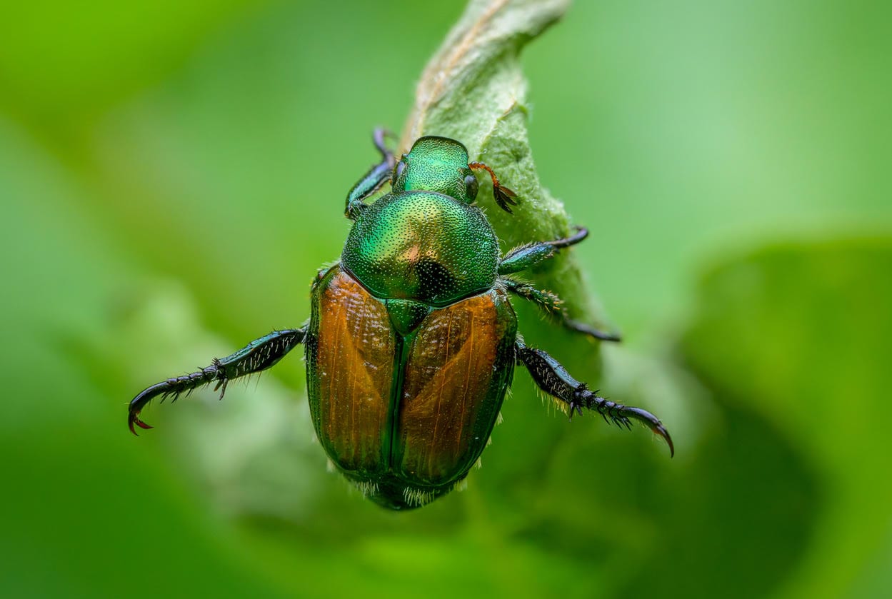 A close-up photograph of a Japanese forest beetle on a leaf, used as imagery for the NAISMA forest pest management course.