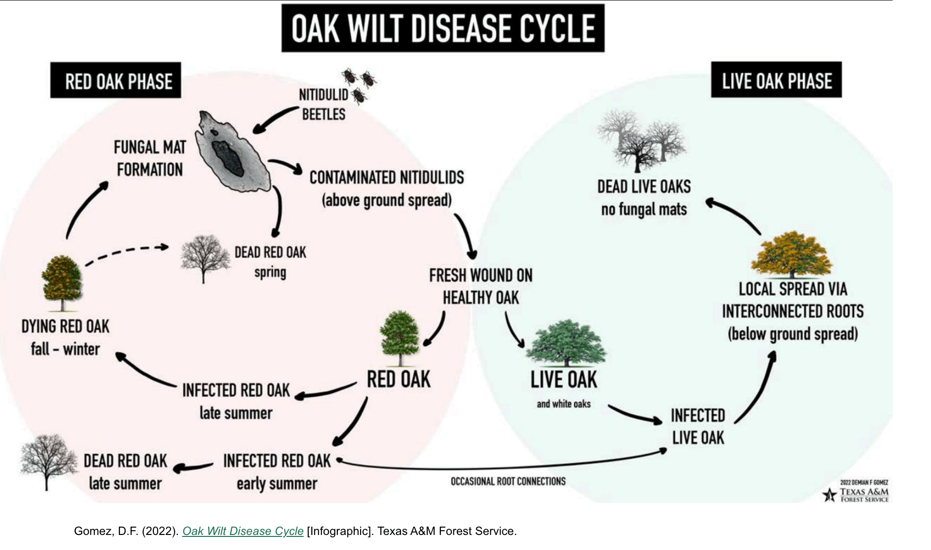 A circular diagram titled Oak Wilt Disease Cycle, divided into two halves: the Red Oak Phase on the left & the Live Oak Phase on the right. Arrows show disease progression starting with a healthy oak.